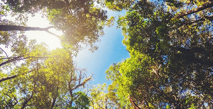 looking from the ground up at a forest of trees